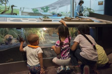 kids looking through glass