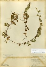 Twinflower