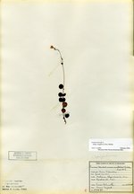 Twinflower