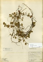 Twinflower