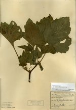 Rough cocklebur