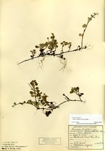 Twinflower