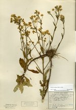 Daisy fleabane