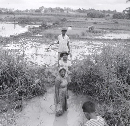 trinidad east indians mpm fields harvesting neg rice collections