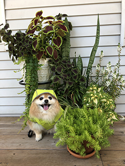 dog sitting with plants