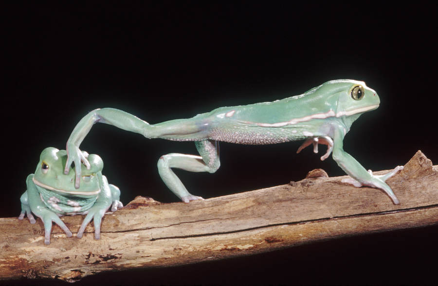 Frogs: A Chorus of Colors special exhibit