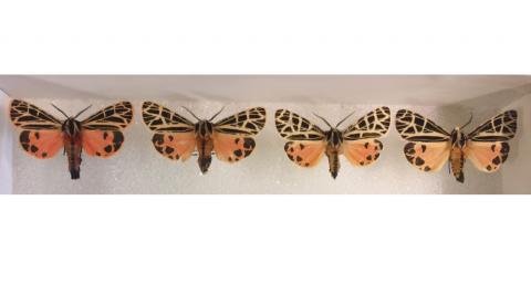 tiger moths