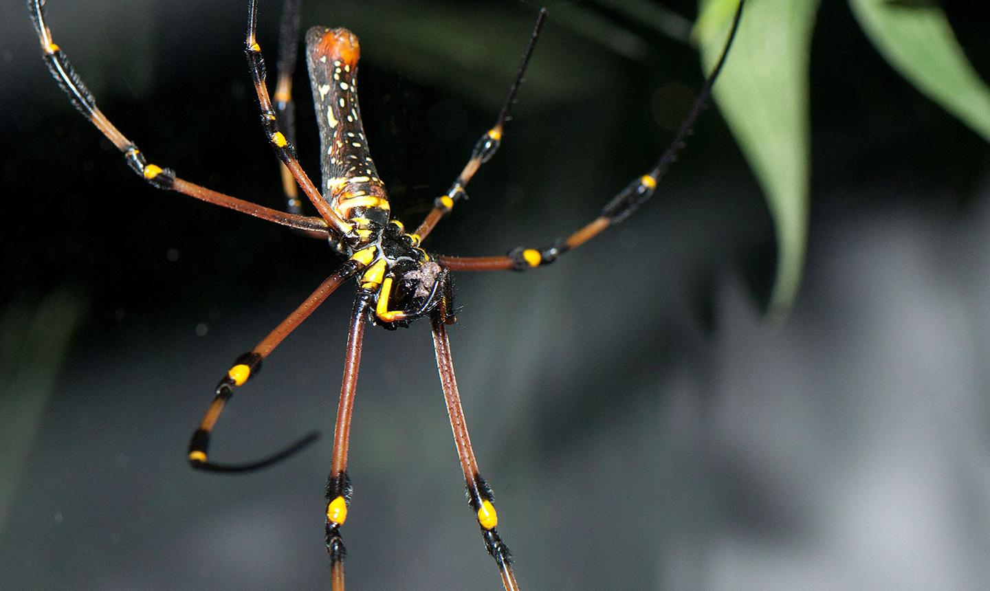 spider
