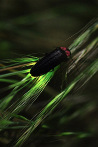 firefly on leaf