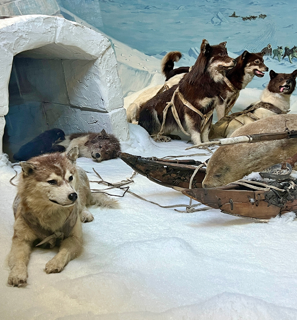 Arctic Sled Dogs