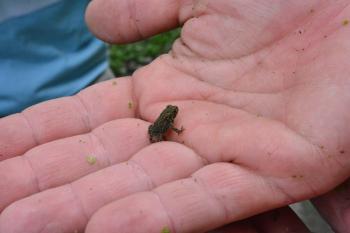 tiny frog