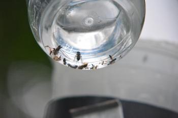 insects in jar