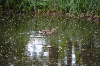 duck swimming