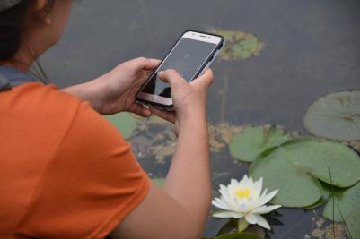 person taking smart phone photo of water lily