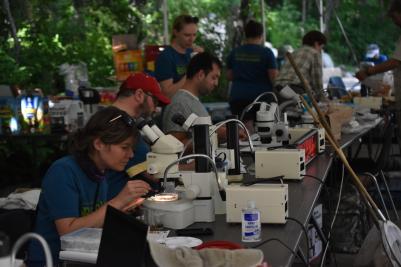 researchers with microscopes