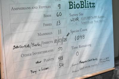 bioblitz results board