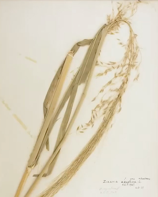 Manoomin