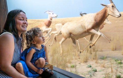 mom and daughter looking in exhibit case