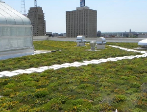 MPM's Green Roof