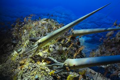 conical nautiloids