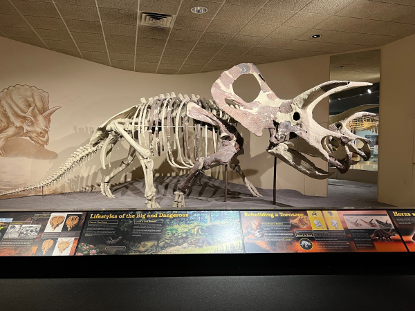 Torosaur fossil from MPM's Third Planet exhibit