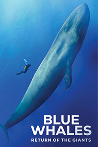 Blue Whales