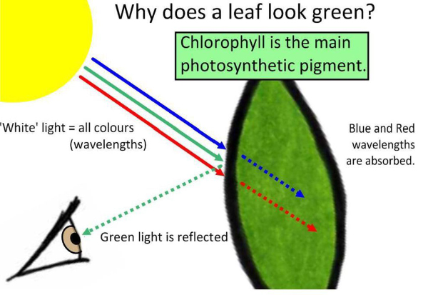 Why does a leaf look green?