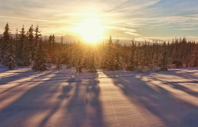 snowy pine forest