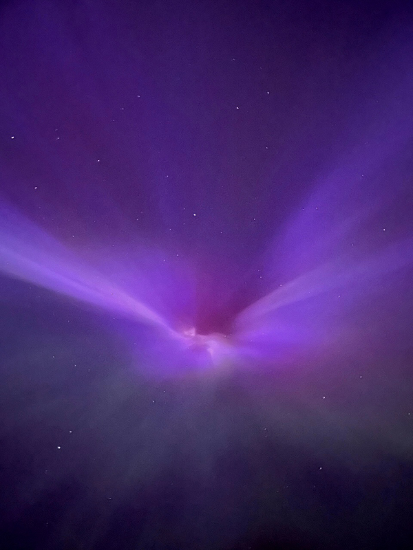 Orchid Aurora