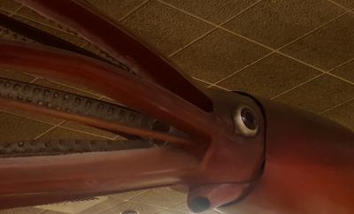 giant squid