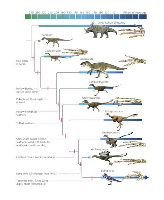 dino bird evolution chart
