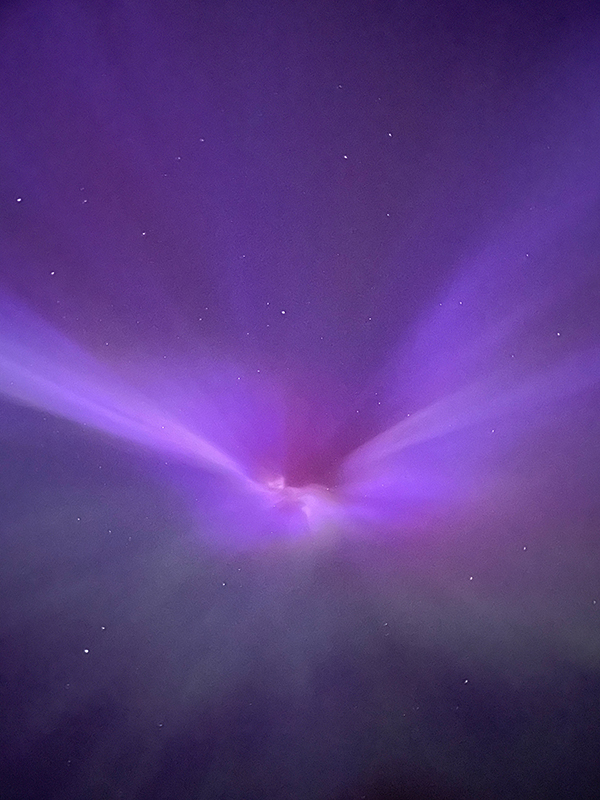 Orchid aurora