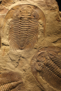 fossil