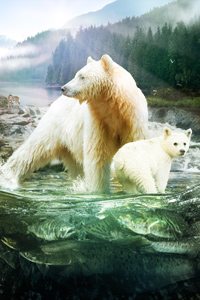 polar bears