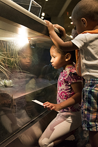 kids looking through glass