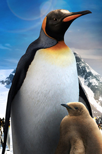 penguins