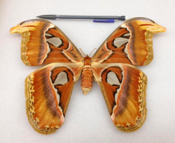 atlas moth