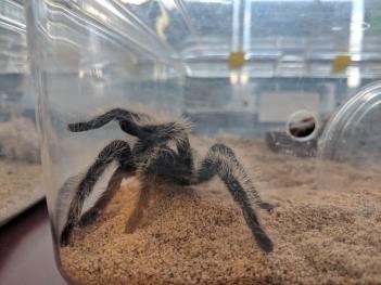 tarantula