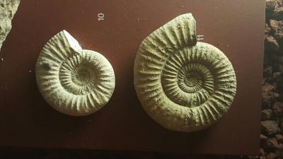 nautilus fossils