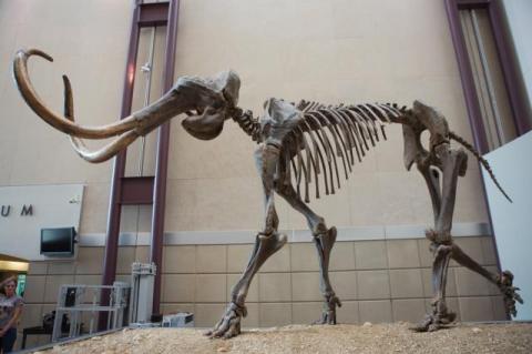 Hebior Mammoth