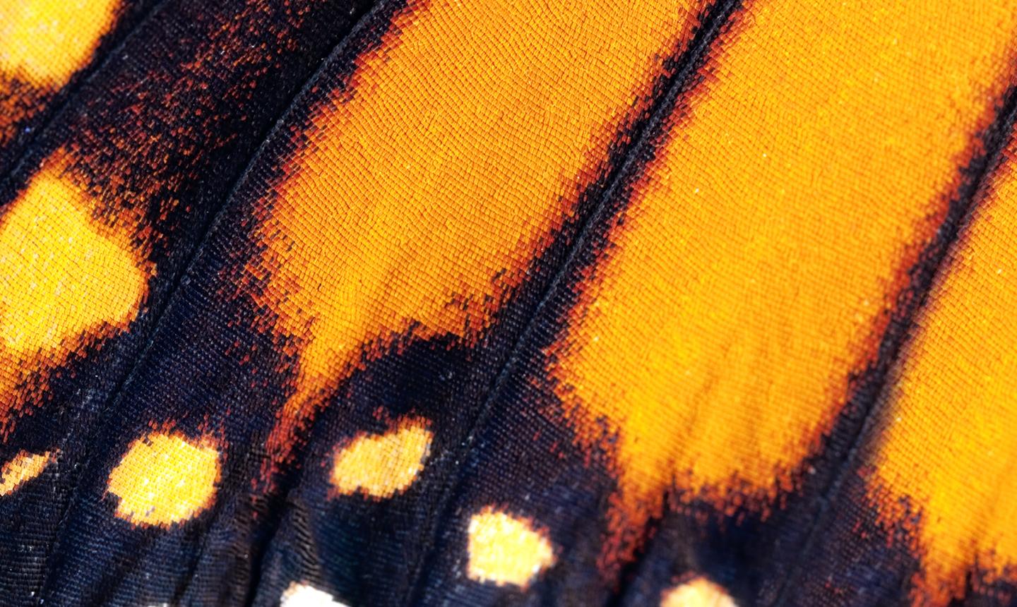 Butterfly wing