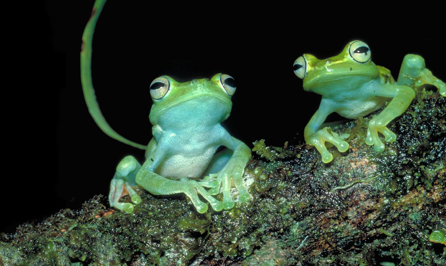 green frogs