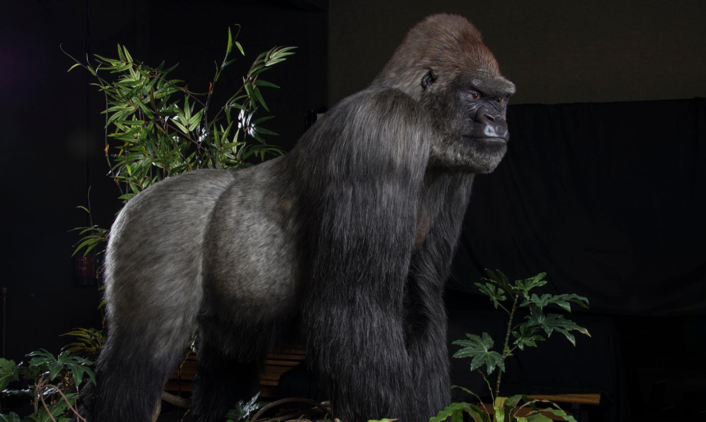 black gorilla