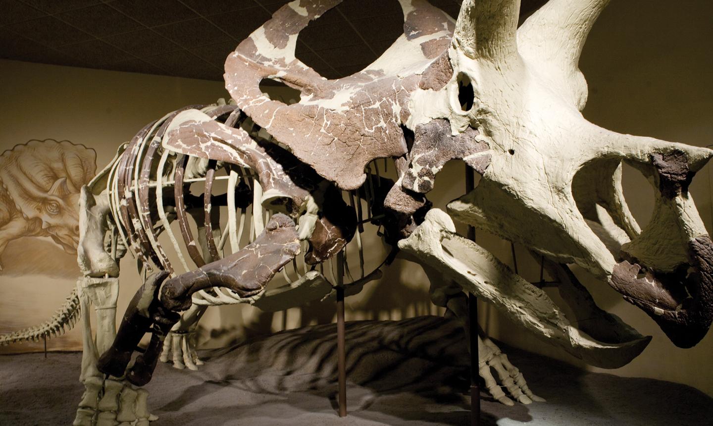 torosaur skeleton