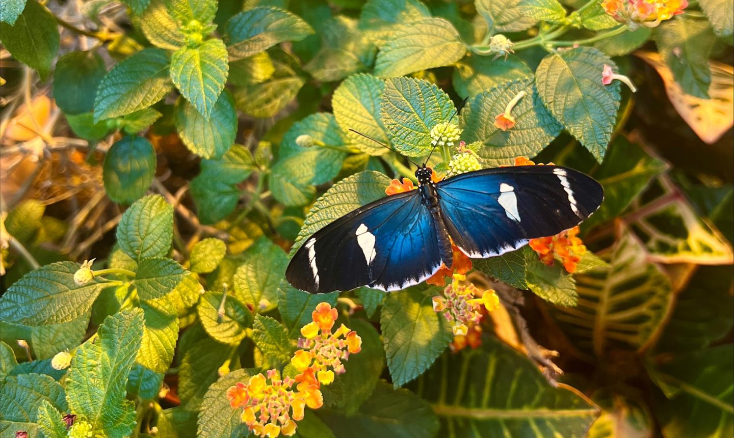 Butterfly resting on leaves