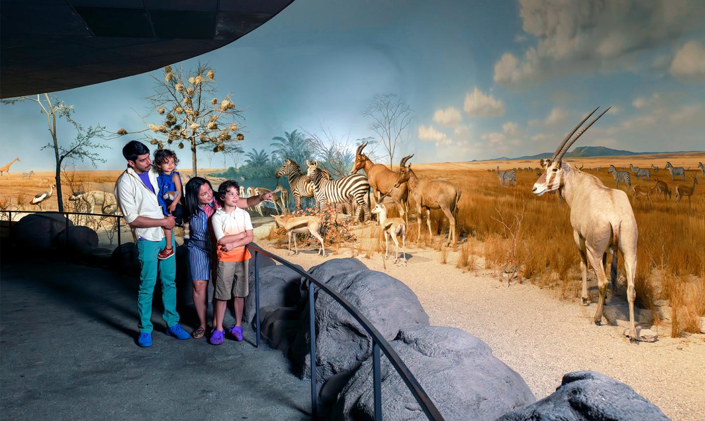 Family of four looking at diorama in the Africa gallery