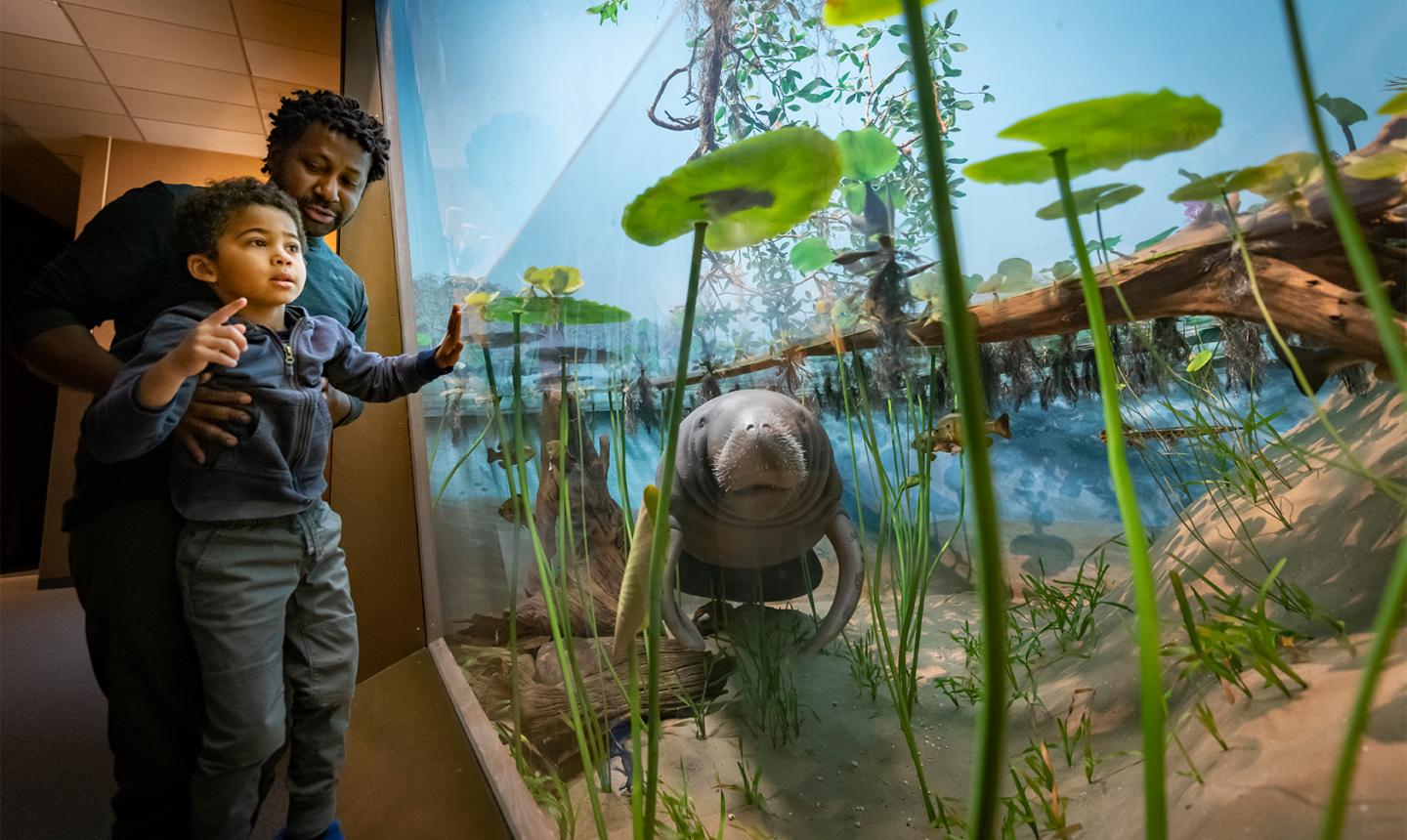 Father and young son looking at manatee diorama at MPM