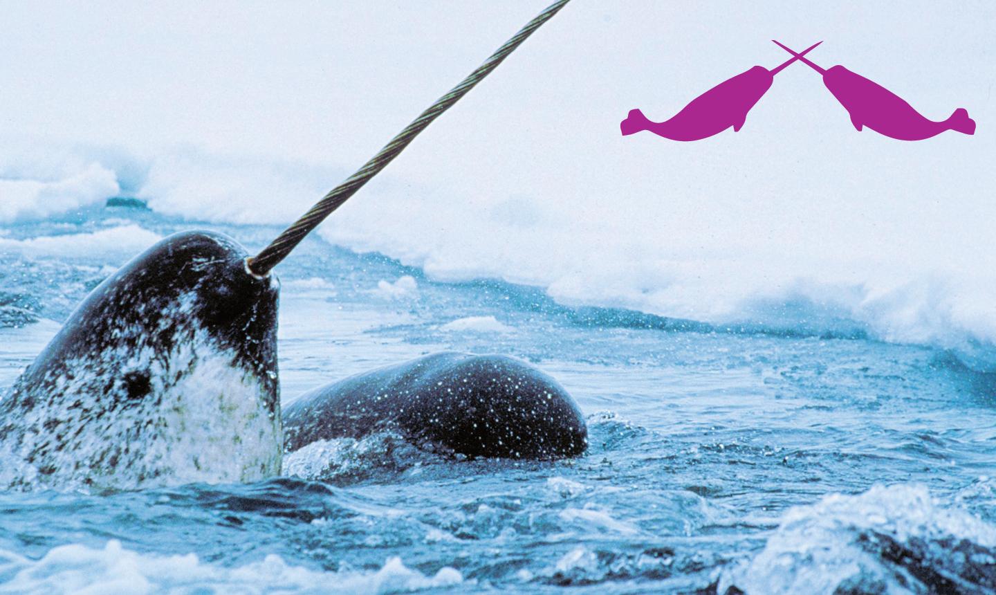 Narwhal: Revealing an Arctic Legend