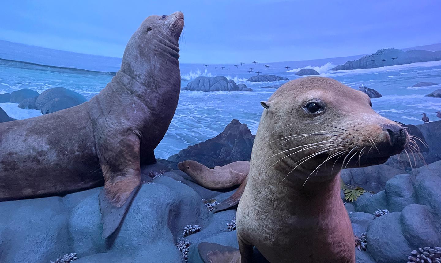 Seal