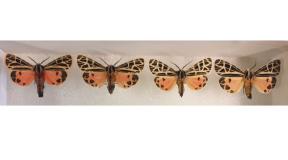 tiger moths